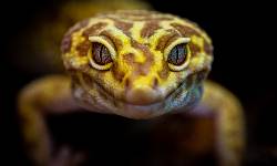 Bestandsbetreuung Reptilien