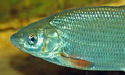 Fischauge