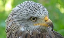 Wildgreifvoegel